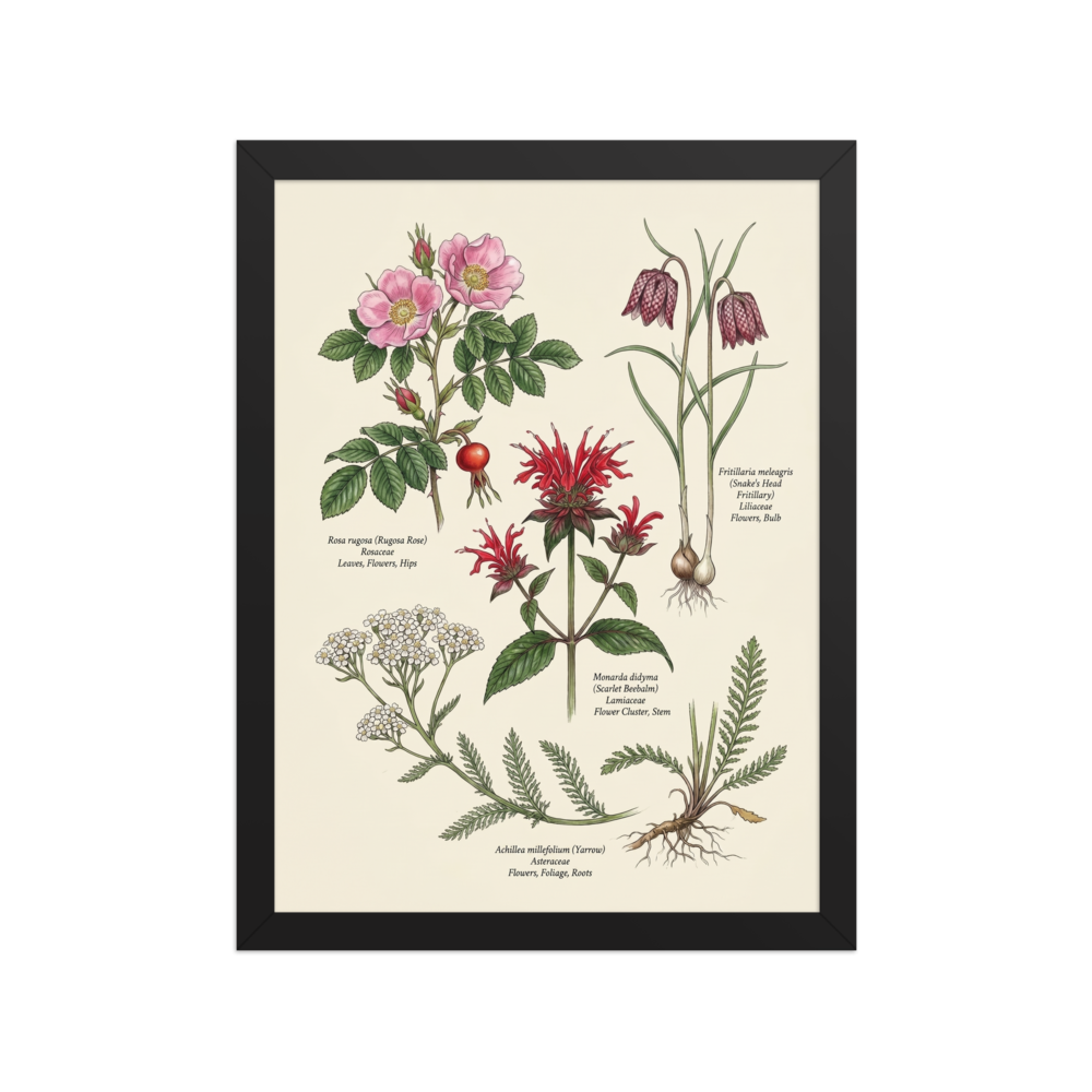 'Wildflowers and Herbs Compendium' — a Academic art,Realism print. Botanical illustration featuring a Rugosa Rose, Snake's Head Fritillary, Scarlet Beebalm, and Yarrow.
