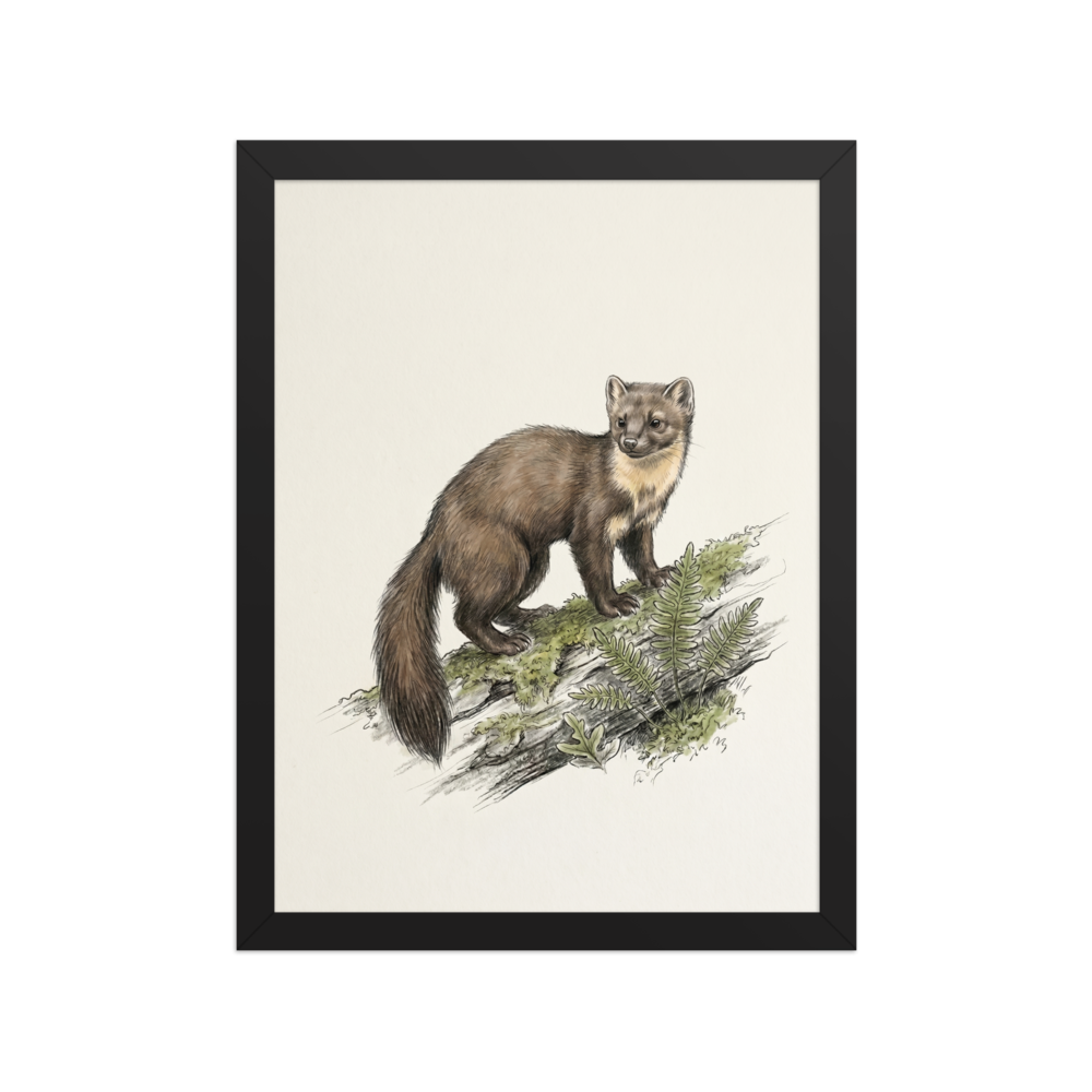 'Pine Marten on a Log' — a Academic art,Realism print. Colored illustration of a pine marten standing on a moss-covered log.