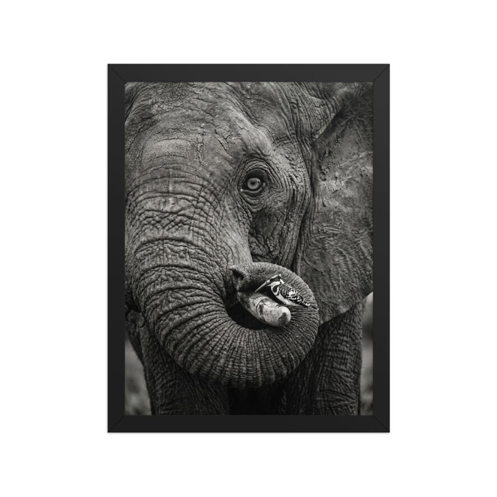 'Symbiosis in Monochrome' — a Art photography print. A close-up black and white photograph of an elephant's textured face with a small black and white bird perched on its tusk, perfect for a modern Living Room.