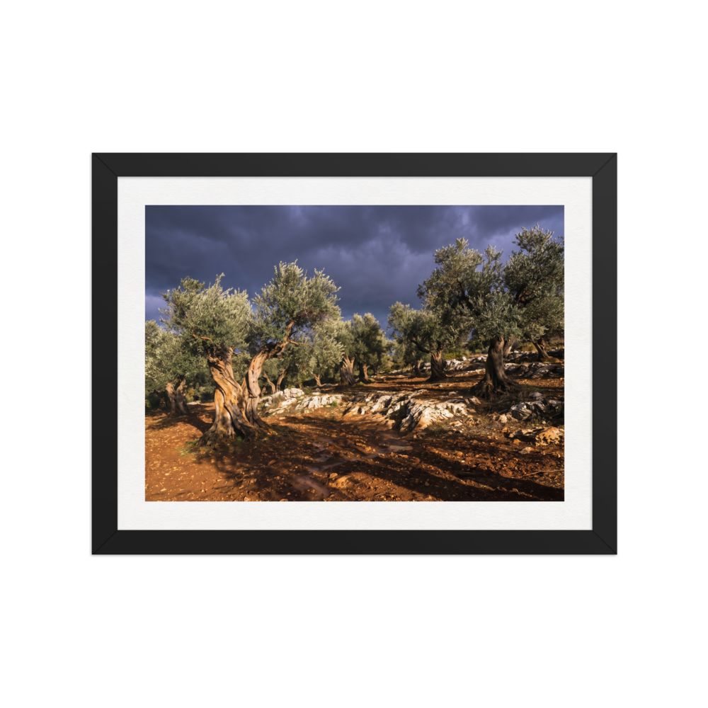 'Storm Over the Olive Grove' — a Art photography print. Ancient olive trees bathed in golden light under dramatic storm clouds, perfect landscape photography for a living room.