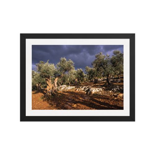 'Storm Over the Olive Grove' — a Art photography print. Ancient olive trees bathed in golden light under dramatic storm clouds, perfect landscape photography for a living room.