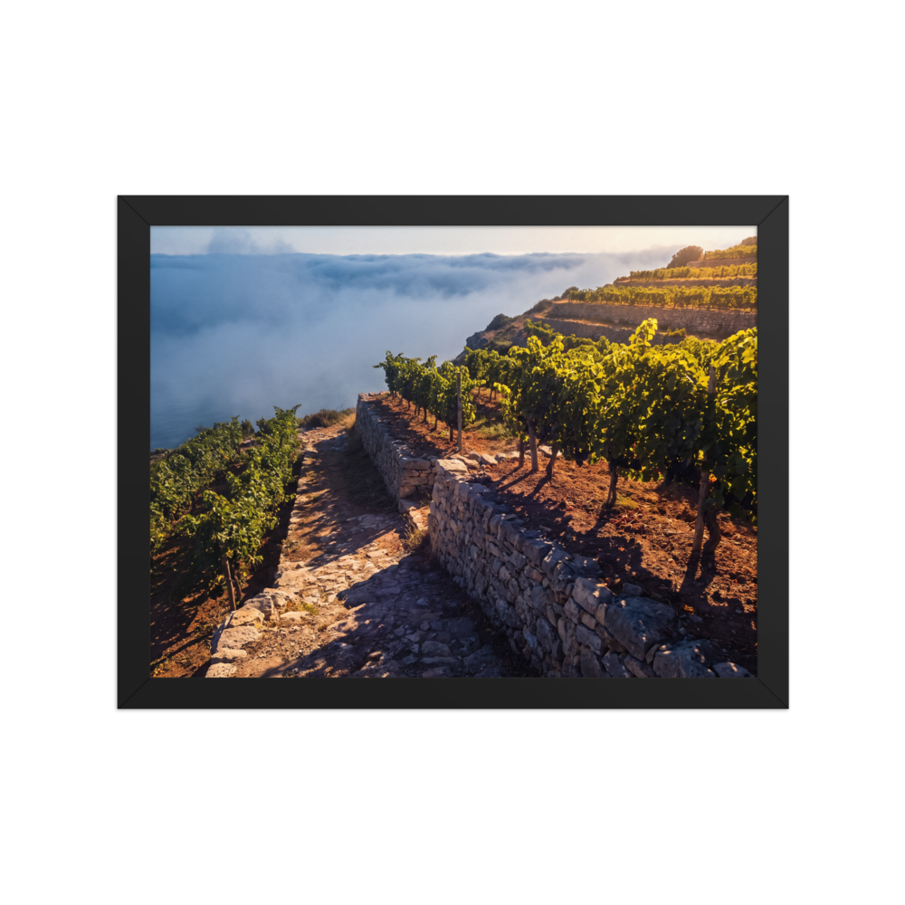 'Vineyard Above the Clouds' — a Art photography print. Golden hour sunlight over terraced vineyards rising above coastal sea fog, inviting landscape decor for a dining room or kitchen.