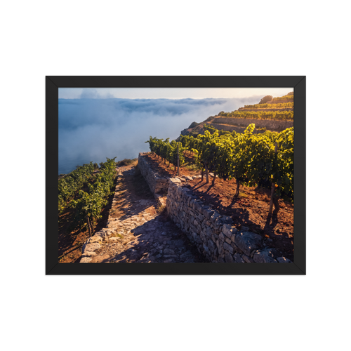 'Vineyard Above the Clouds' — a Art photography print. Golden hour sunlight over terraced vineyards rising above coastal sea fog, inviting landscape decor for a dining room or kitchen.