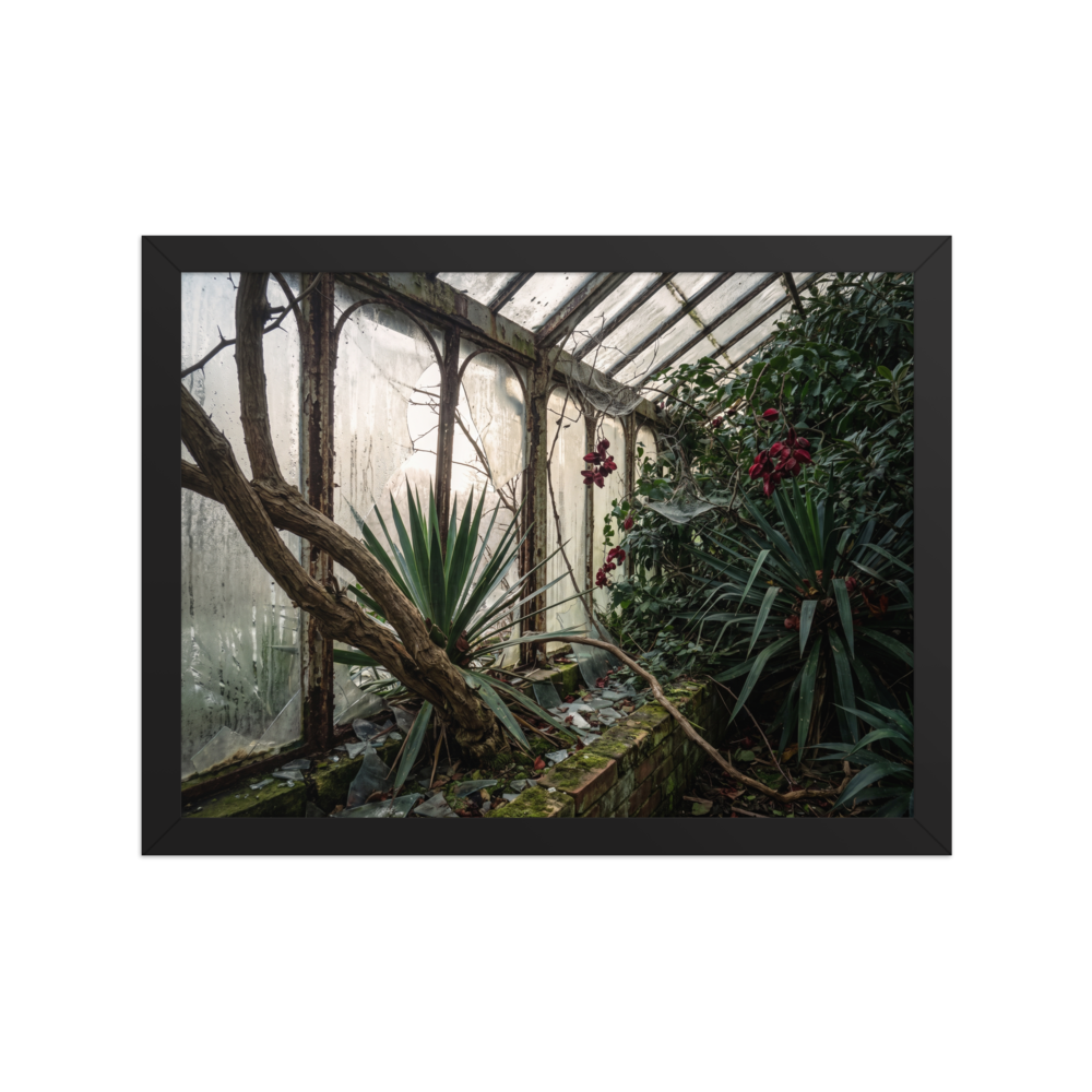 'The Overgrown Glasshouse' — a Art photography print. Overgrown abandoned greenhouse with shattered glass panes and wild tropical plants, moody architectural nature art for a library.