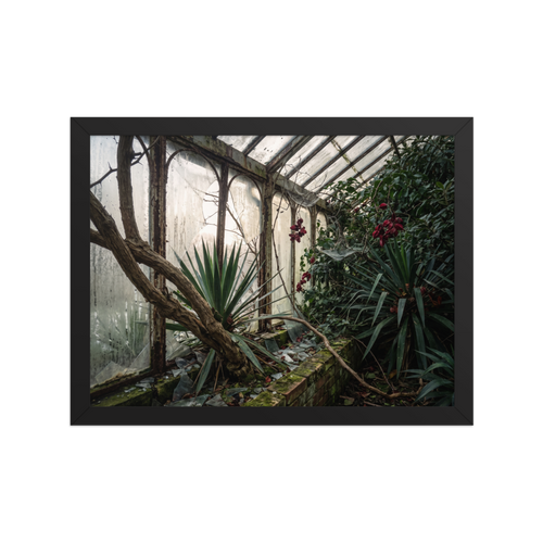 'The Overgrown Glasshouse' — a Art photography print. Overgrown abandoned greenhouse with shattered glass panes and wild tropical plants, moody architectural nature art for a library.
