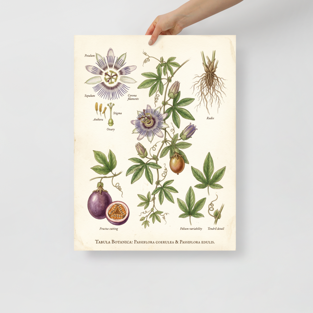 'Passiflora Botanical Study' — a Academic art,Realism print. Detailed botanical illustration of a passion flower plant, showing flowers, roots, and fruit.