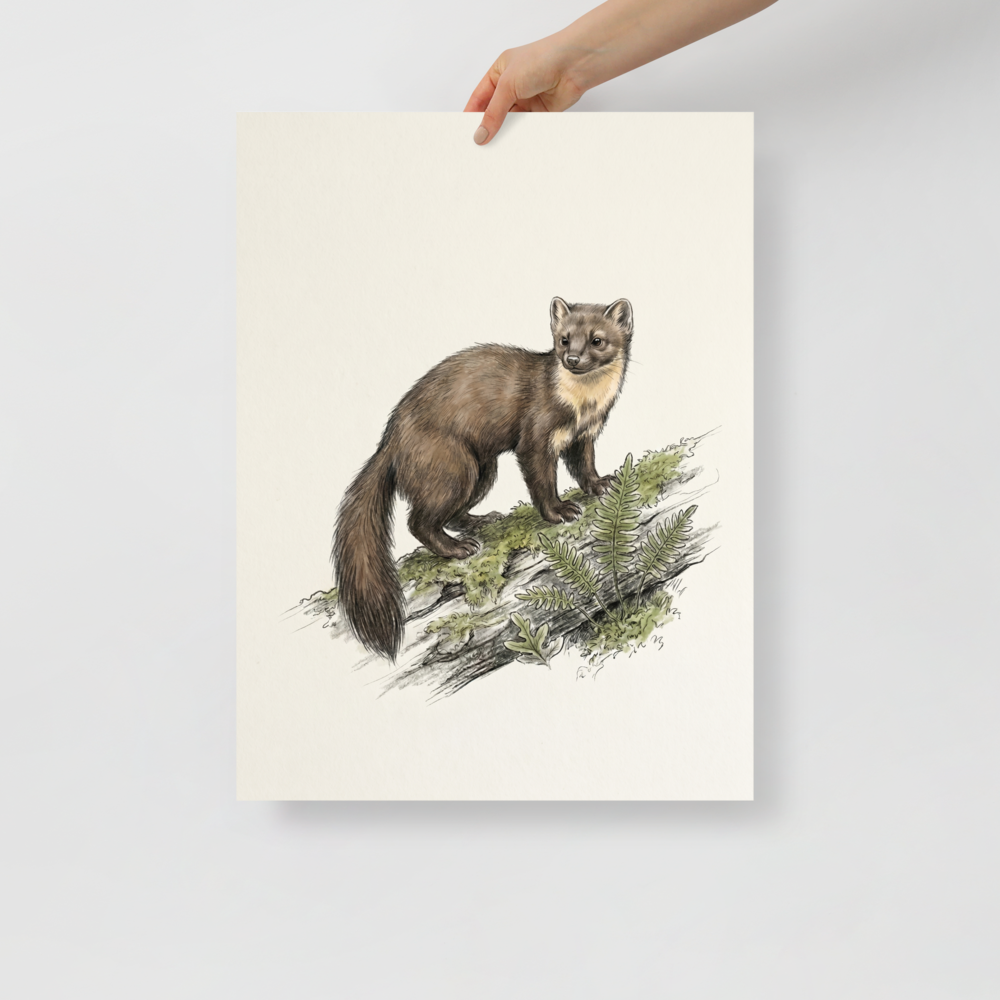 'Pine Marten on a Log' — a Academic art,Realism print. Colored illustration of a pine marten standing on a moss-covered log.