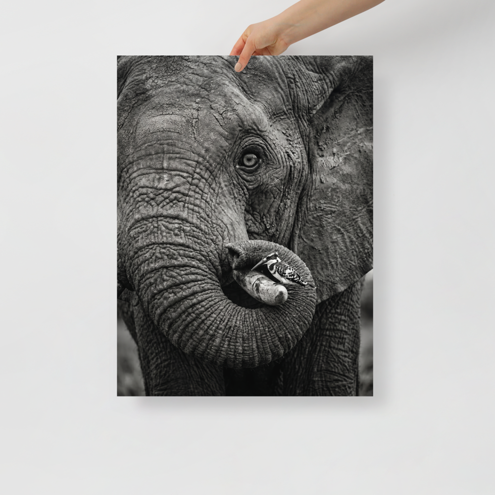 'Symbiosis in Monochrome' — a Art photography print. A close-up black and white photograph of an elephant's textured face with a small black and white bird perched on its tusk, perfect for a modern Living Room.