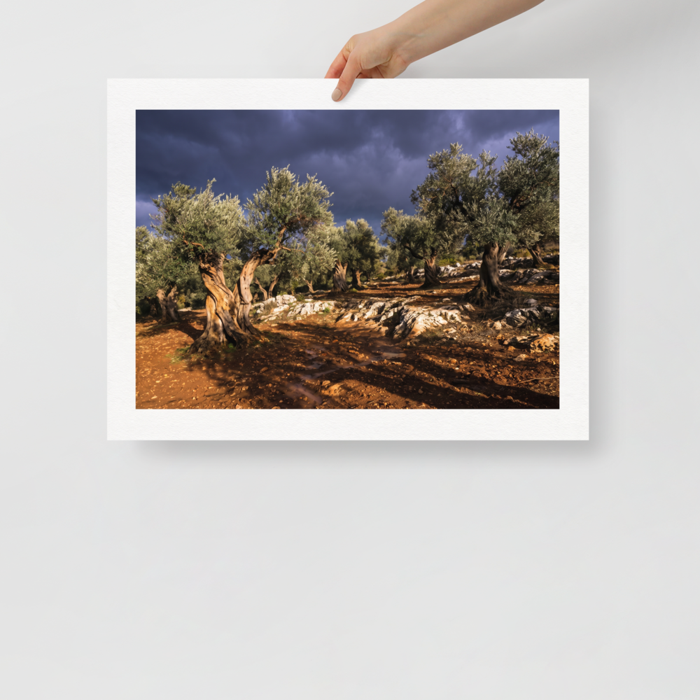 'Storm Over the Olive Grove' — a Art photography print. Ancient olive trees bathed in golden light under dramatic storm clouds, perfect landscape photography for a living room.