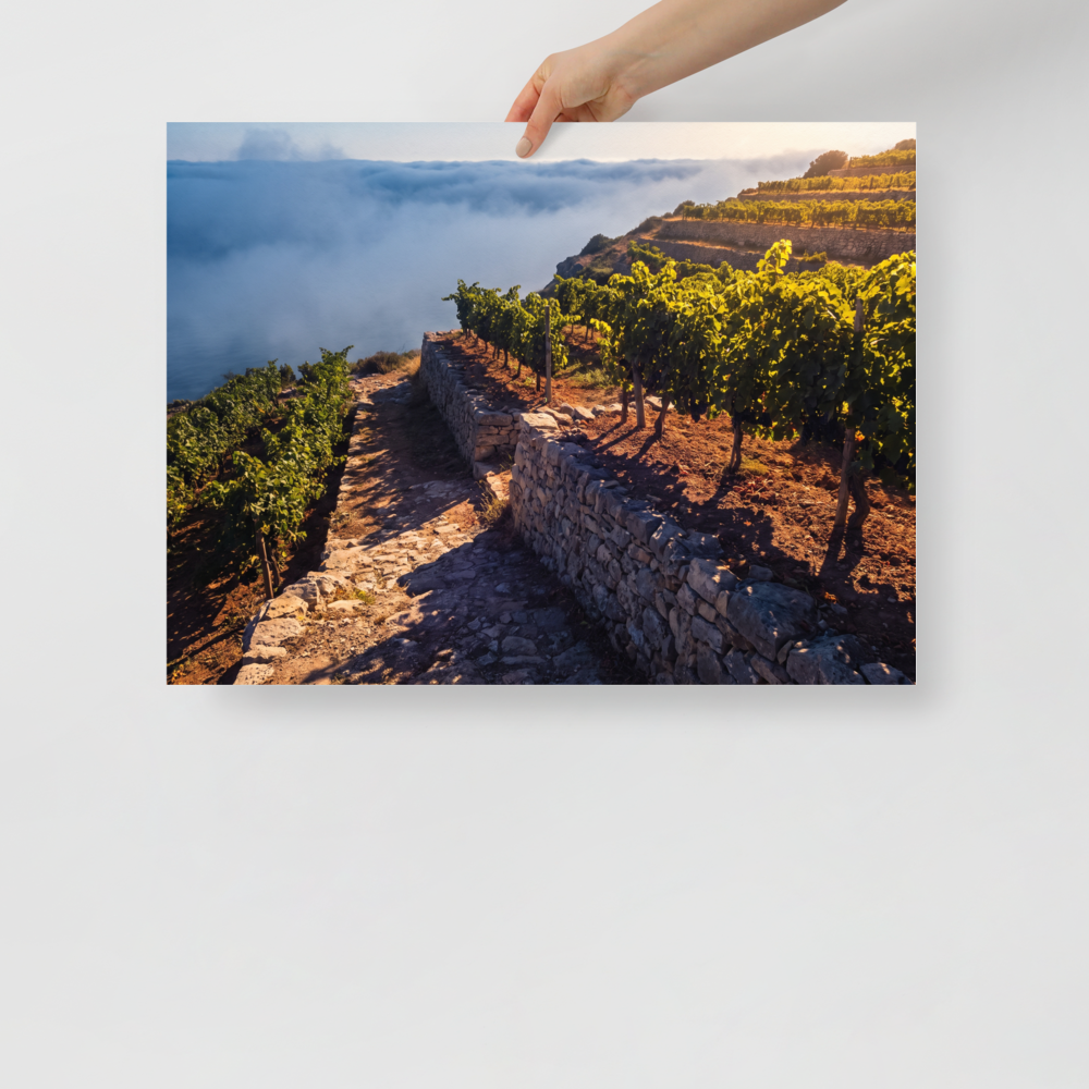 'Vineyard Above the Clouds' — a Art photography print. Golden hour sunlight over terraced vineyards rising above coastal sea fog, inviting landscape decor for a dining room or kitchen.