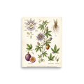 'Passiflora Botanical Study' — a Academic art,Realism print. Detailed botanical illustration of a passion flower plant, showing flowers, roots, and fruit.