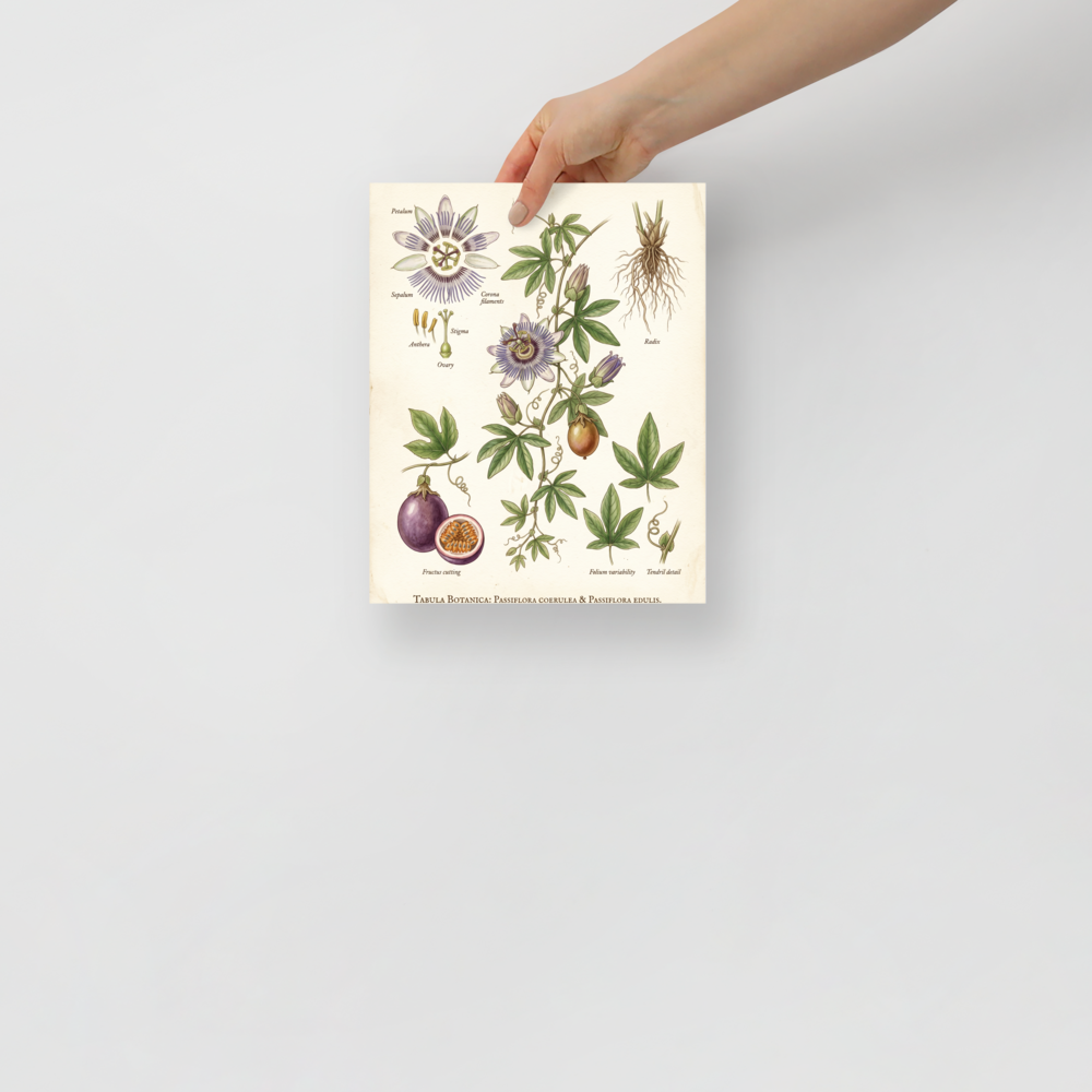 'Passiflora Botanical Study' — a Academic art,Realism print. Detailed botanical illustration of a passion flower plant, showing flowers, roots, and fruit.