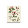 'Wildflowers and Herbs Compendium' — a Academic art,Realism print. Botanical illustration featuring a Rugosa Rose, Snake's Head Fritillary, Scarlet Beebalm, and Yarrow.