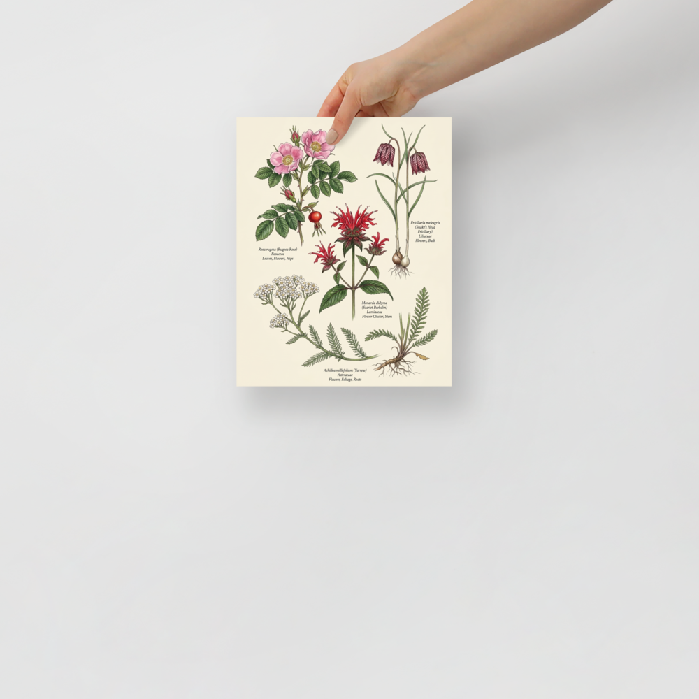 'Wildflowers and Herbs Compendium' — a Academic art,Realism print. Botanical illustration featuring a Rugosa Rose, Snake's Head Fritillary, Scarlet Beebalm, and Yarrow.