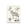 'Coyote Zoological Study' — a Academic art,Realism print. Detailed illustration of a coyote with anatomical details of its skull, tail, and paw prints.
