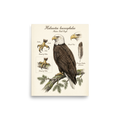'Bald Eagle Portrait Study' — a Academic art,Realism print. Detailed portrait of a bald eagle with studies of its talons and a single feather.