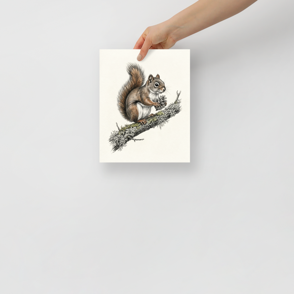 'Red Squirrel with Pinecone' — a Academic art,Realism print. Detailed colored illustration of a red squirrel sitting on a branch holding a pinecone.