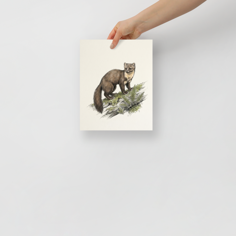 'Pine Marten on a Log' — a Academic art,Realism print. Colored illustration of a pine marten standing on a moss-covered log.