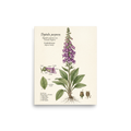 'Common Foxglove Botanical Plate' — a Academic art,Realism print. Detailed botanical illustration of a foxglove plant, showing the full flower spike, leaf details, and seed capsules.