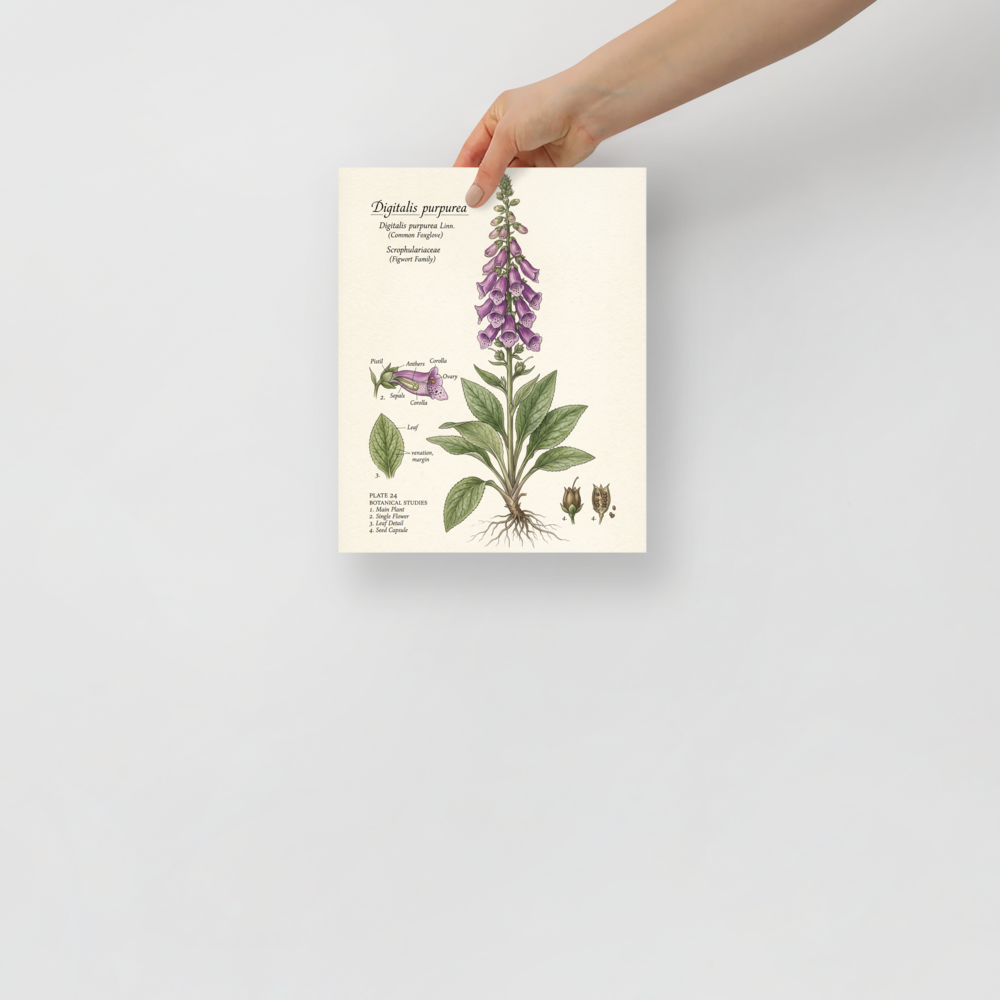 'Common Foxglove Botanical Plate' — a Academic art,Realism print. Detailed botanical illustration of a foxglove plant, showing the full flower spike, leaf details, and seed capsules.