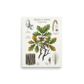 'English Oak Botanical Study' — a Academic art,Realism print. Detailed botanical illustration of an English Oak branch with acorns, bark details, and flowers.
