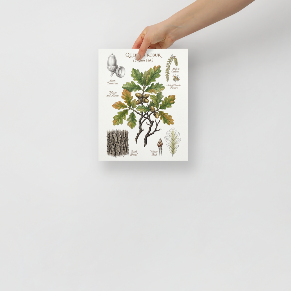 'English Oak Botanical Study' — a Academic art,Realism print. Detailed botanical illustration of an English Oak branch with acorns, bark details, and flowers.