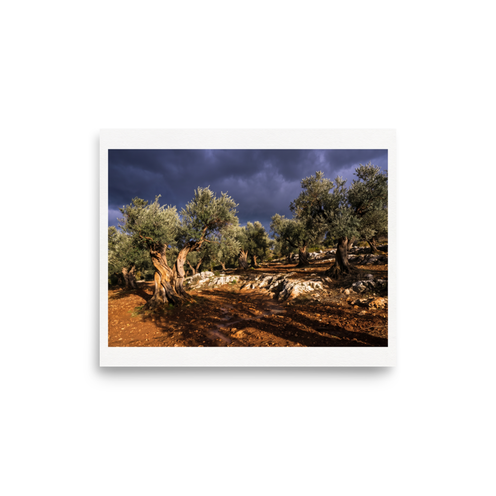 'Storm Over the Olive Grove' — a Art photography print. Ancient olive trees bathed in golden light under dramatic storm clouds, perfect landscape photography for a living room.