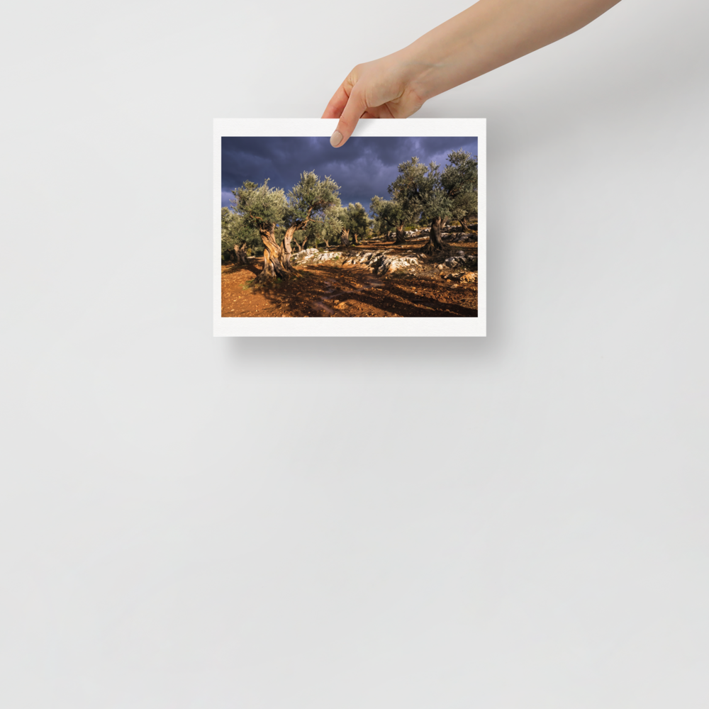 'Storm Over the Olive Grove' — a Art photography print. Ancient olive trees bathed in golden light under dramatic storm clouds, perfect landscape photography for a living room.