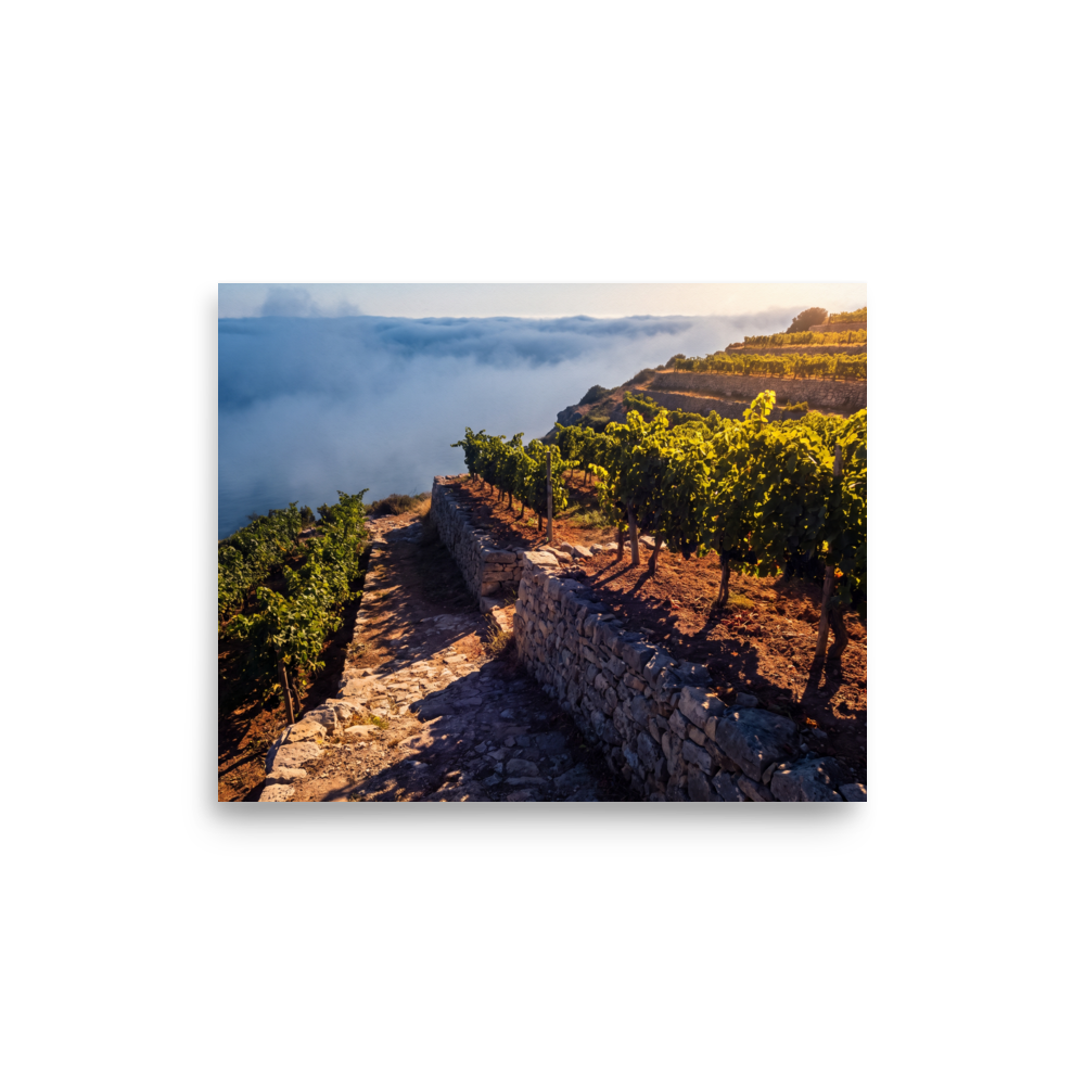'Vineyard Above the Clouds' — a Art photography print. Golden hour sunlight over terraced vineyards rising above coastal sea fog, inviting landscape decor for a dining room or kitchen.