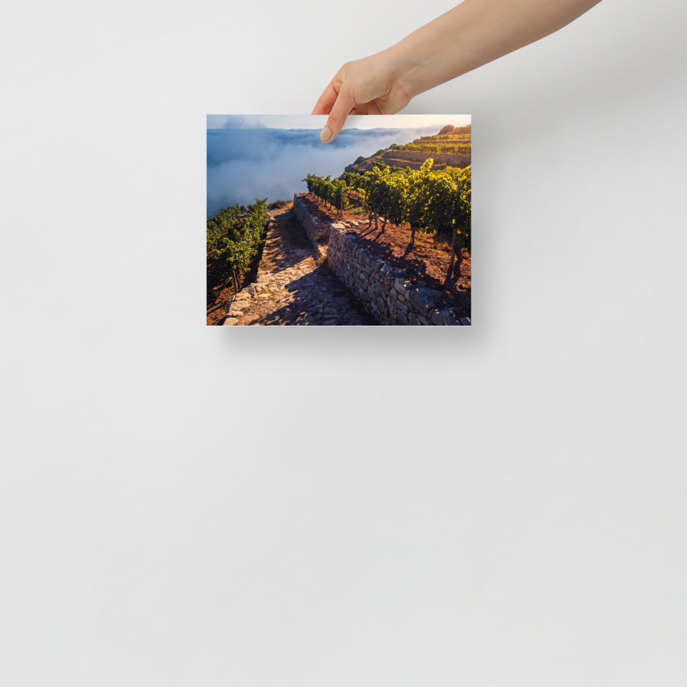 'Vineyard Above the Clouds' — a Art photography print. Golden hour sunlight over terraced vineyards rising above coastal sea fog, inviting landscape decor for a dining room or kitchen.