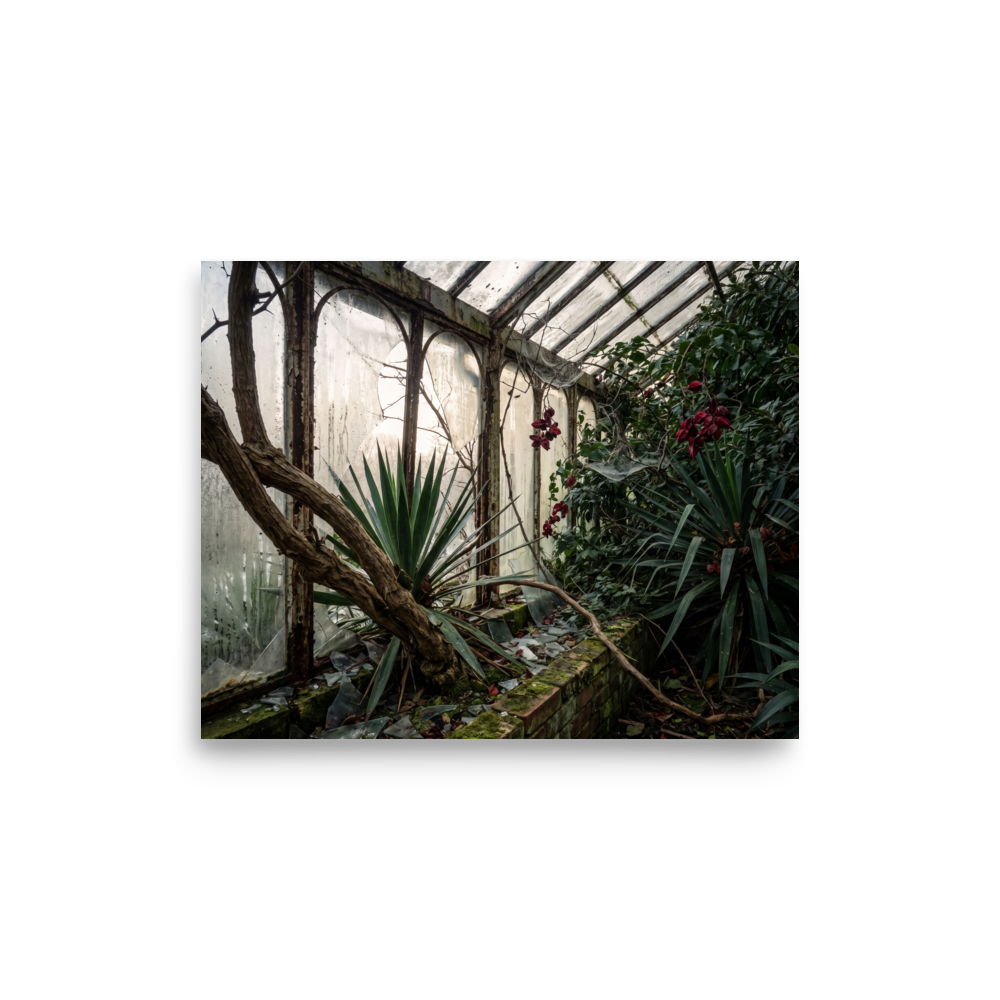 'The Overgrown Glasshouse' — a Art photography print. Overgrown abandoned greenhouse with shattered glass panes and wild tropical plants, moody architectural nature art for a library.