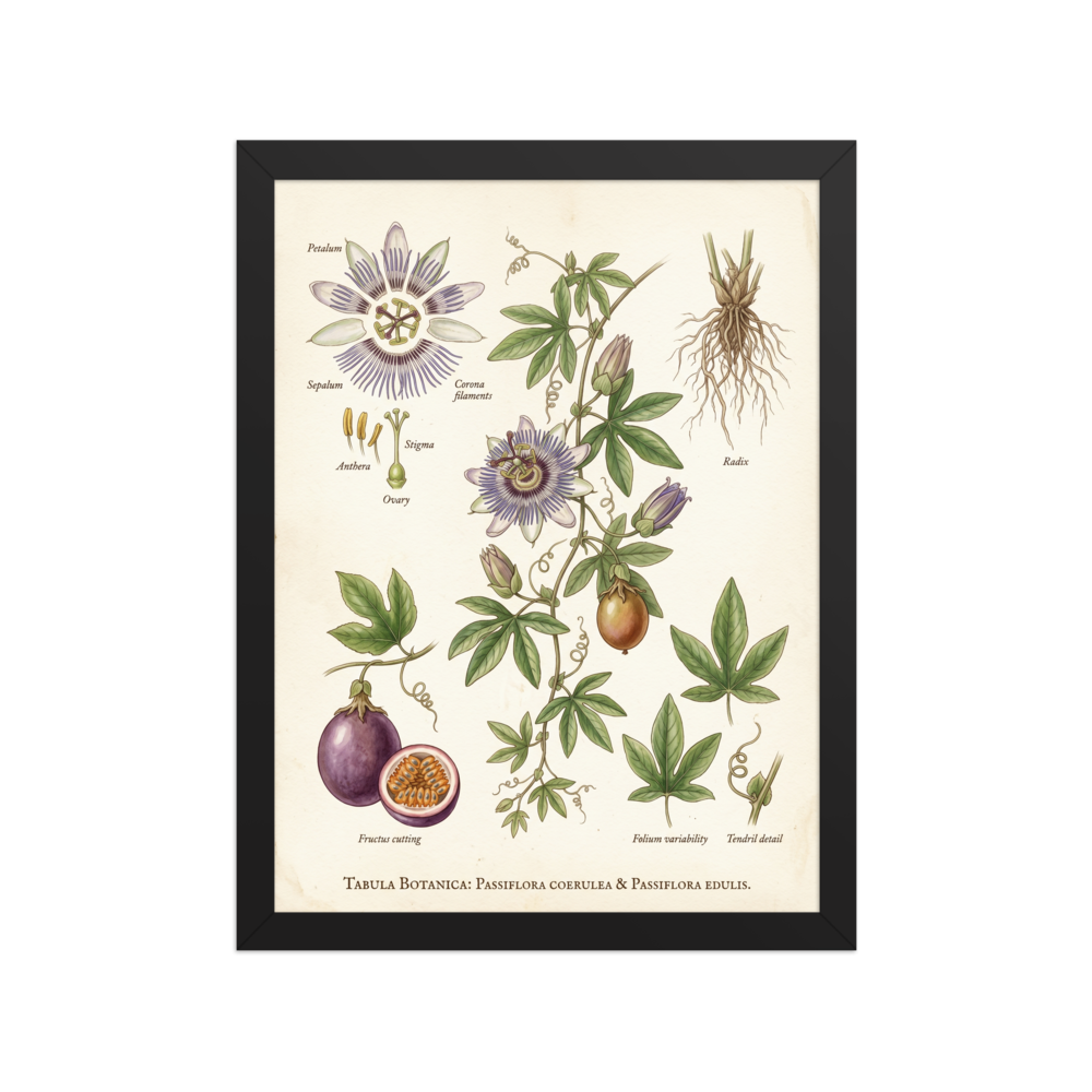 'Passiflora Botanical Study' — a Academic art,Realism print. Detailed botanical illustration of a passion flower plant, showing flowers, roots, and fruit.