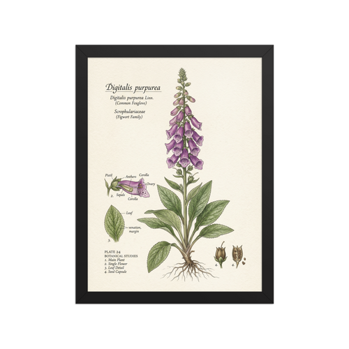'Common Foxglove Botanical Plate' — a Academic art,Realism print. Detailed botanical illustration of a foxglove plant, showing the full flower spike, leaf details, and seed capsules.