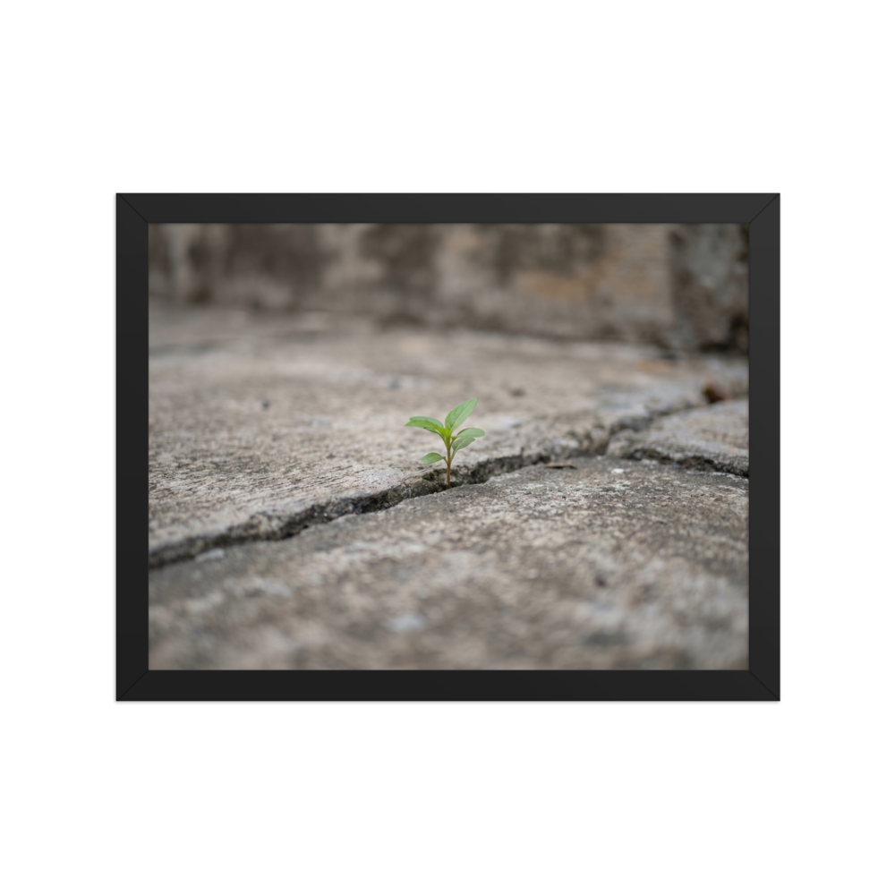 'Concrete Resilience' — a Art photography print. A macro photograph of a tiny green plant growing through a crack in a concrete pavement, an inspiring piece for an Office.