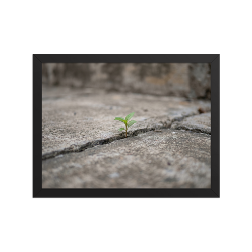 'Concrete Resilience' — a Art photography print. A macro photograph of a tiny green plant growing through a crack in a concrete pavement, an inspiring piece for an Office.