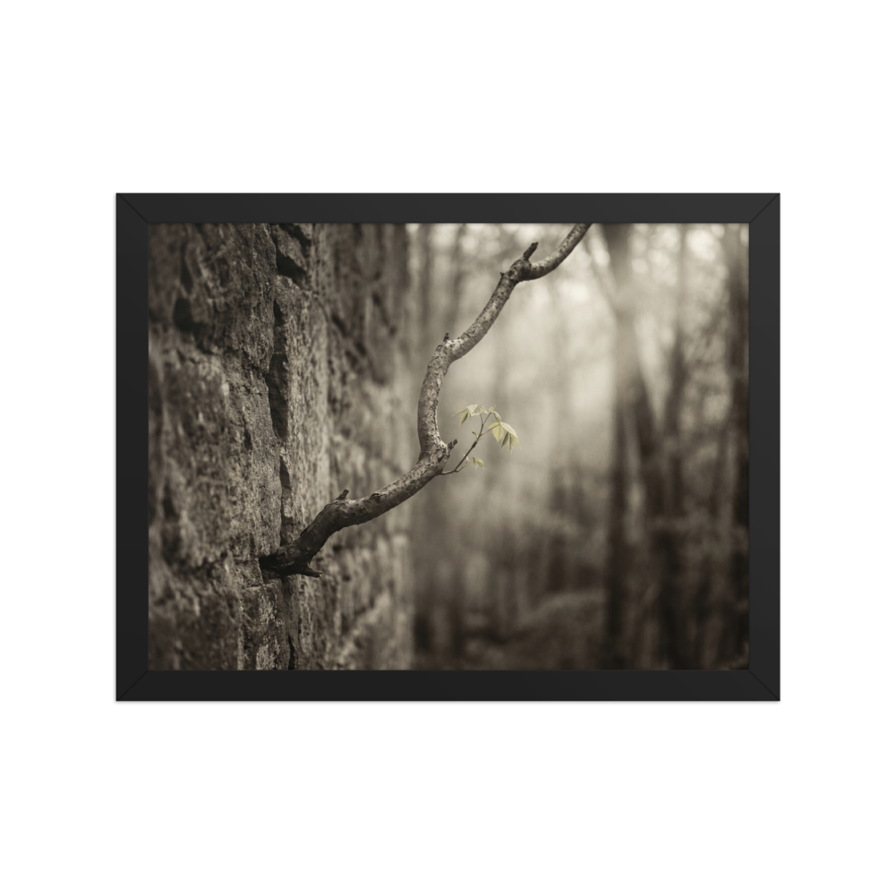 'Stone and Sprout' — a Art photography print. A moody photograph of a slender branch with bright green leaves growing from an ancient stone wall, an inspiring nature piece for a Living Room.