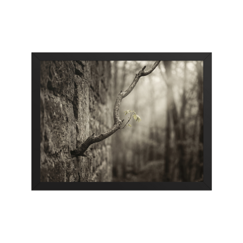 'Stone and Sprout' — a Art photography print. A moody photograph of a slender branch with bright green leaves growing from an ancient stone wall, an inspiring nature piece for a Living Room.