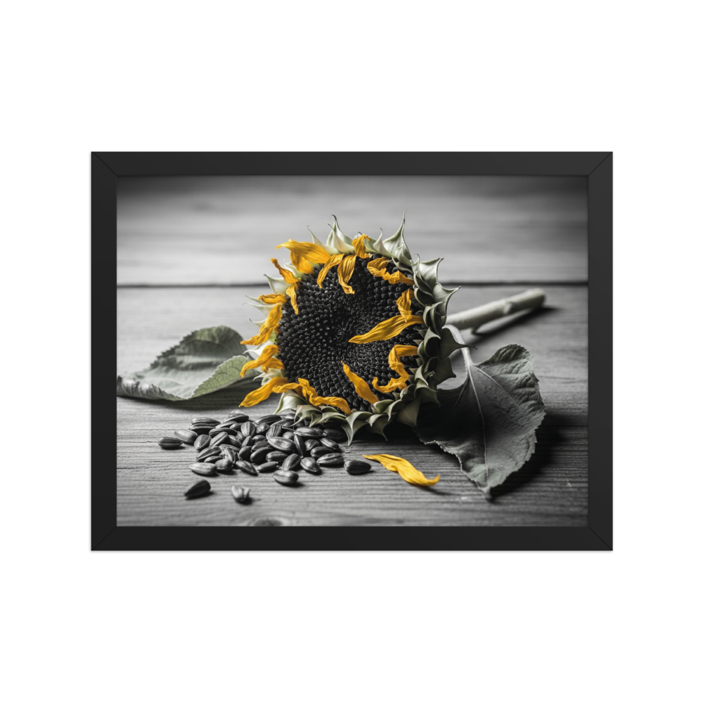 'Harvest Echoes' — a Art photography print. A selective color photograph of a dried sunflower and scattered seeds on a wooden table, offering a rustic yet modern touch for a Kitchen.