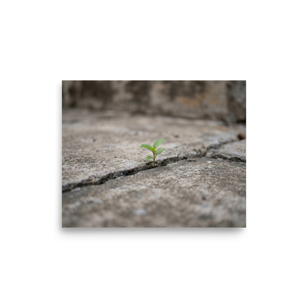 'Concrete Resilience' — a Art photography print. A macro photograph of a tiny green plant growing through a crack in a concrete pavement, an inspiring piece for an Office.