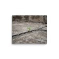 'Concrete Resilience' — a Art photography print. A macro photograph of a tiny green plant growing through a crack in a concrete pavement, an inspiring piece for an Office.