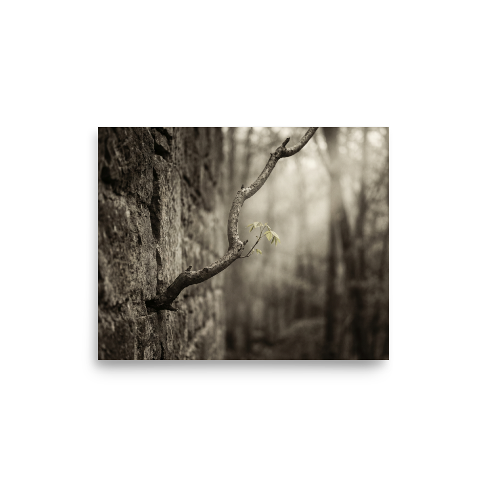 'Stone and Sprout' — a Art photography print. A moody photograph of a slender branch with bright green leaves growing from an ancient stone wall, an inspiring nature piece for a Living Room.
