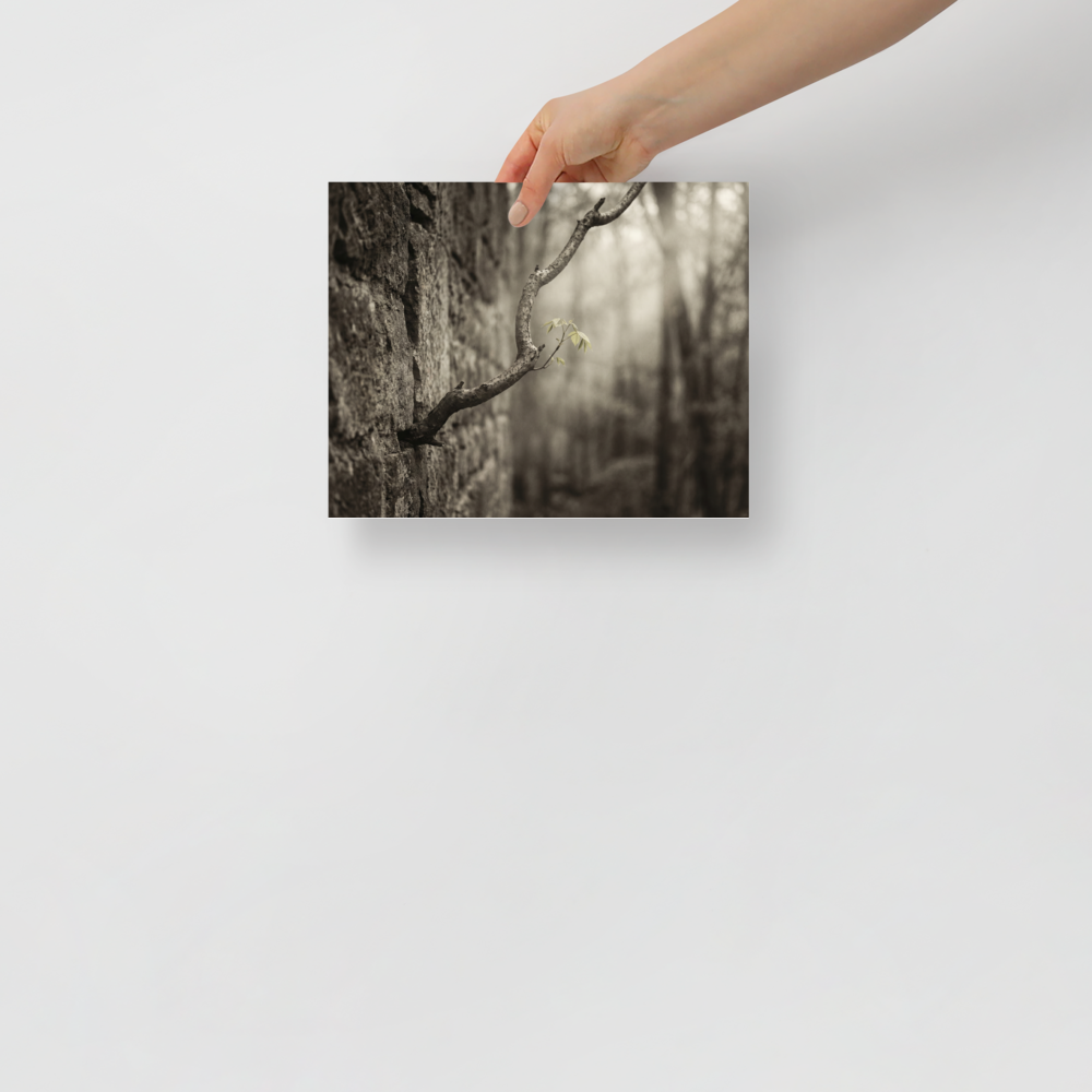 'Stone and Sprout' — a Art photography print. A moody photograph of a slender branch with bright green leaves growing from an ancient stone wall, an inspiring nature piece for a Living Room.