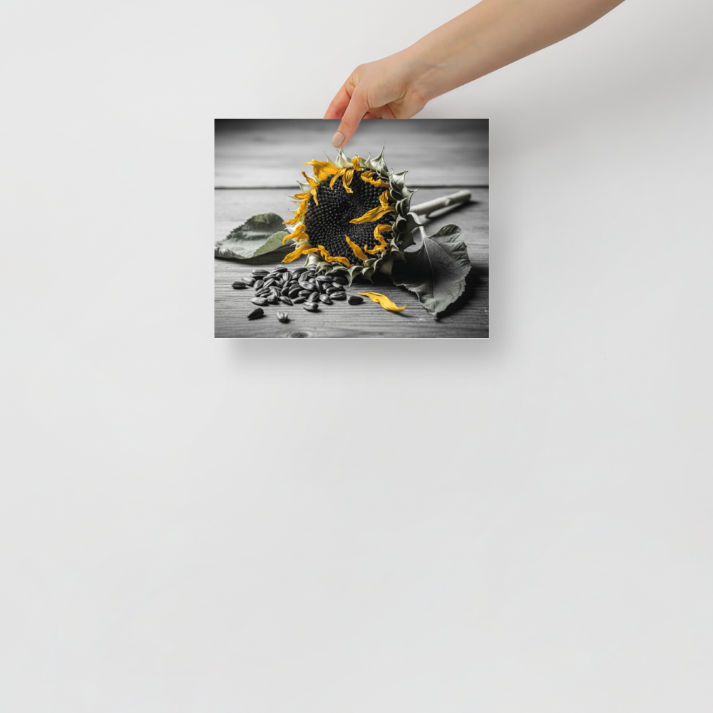 'Harvest Echoes' — a Art photography print. A selective color photograph of a dried sunflower and scattered seeds on a wooden table, offering a rustic yet modern touch for a Kitchen.