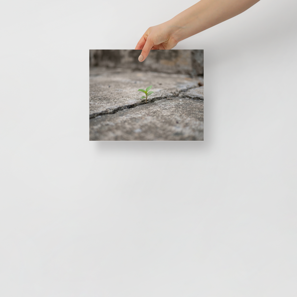 'Concrete Resilience' — a Art photography print. A macro photograph of a tiny green plant growing through a crack in a concrete pavement, an inspiring piece for an Office.