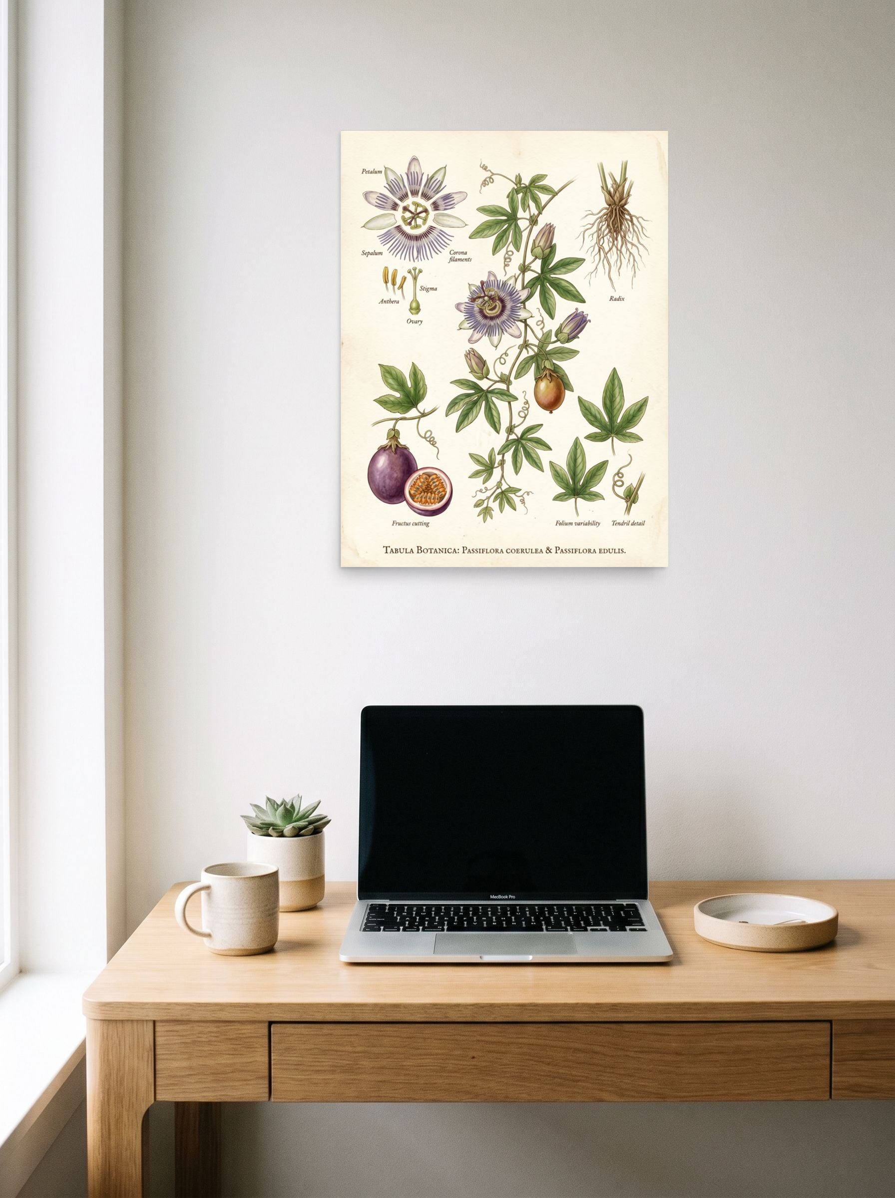 A 18x24 inch unframed paper Academic art,Realism print of 'Passiflora Botanical Study' hanging above a worktable with a laptop.