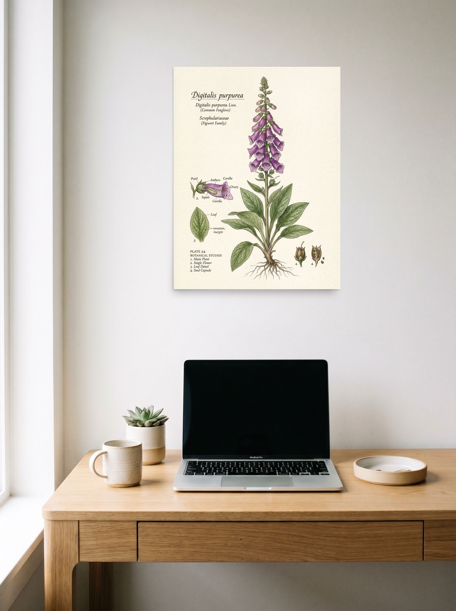 A 18x24 inch unframed paper Academic art,Realism print of 'Common Foxglove Botanical Plate' hanging above a worktable with a laptop.