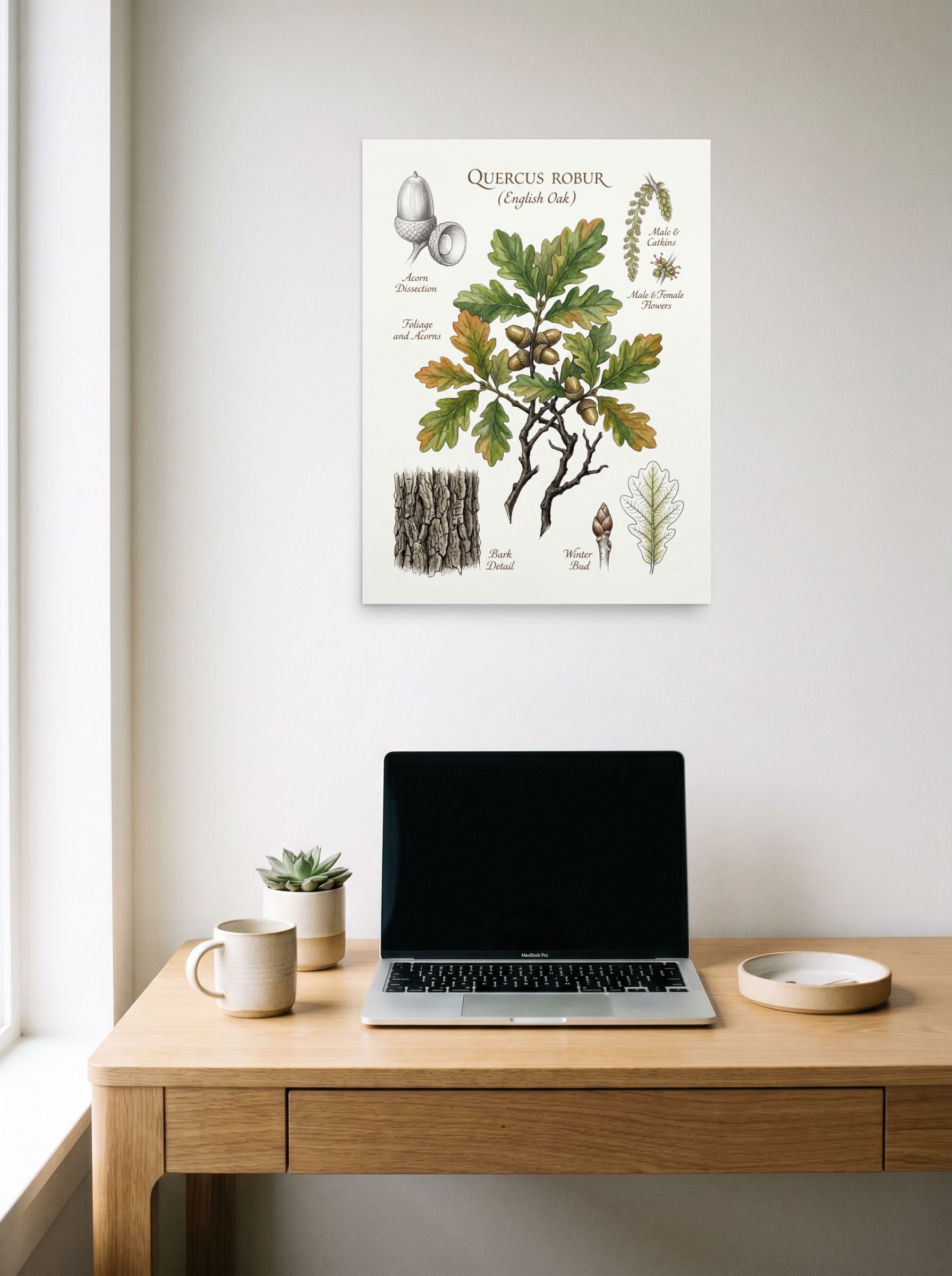 A 18x24 inch unframed paper Academic art,Realism print of 'English Oak Botanical Study' hanging above a worktable with a laptop.