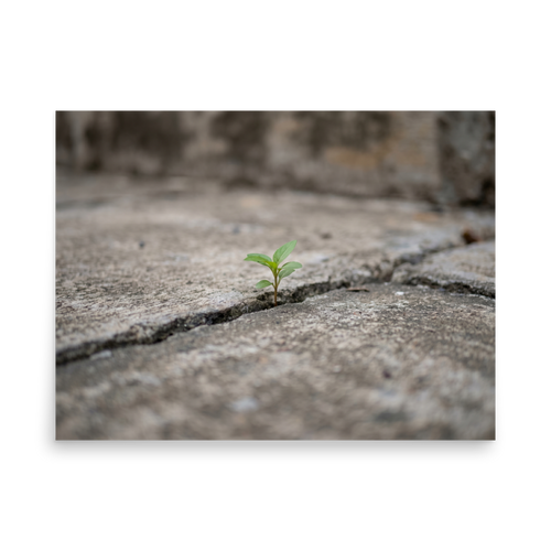 'Concrete Resilience' — a Art photography print. A macro photograph of a tiny green plant growing through a crack in a concrete pavement, an inspiring piece for an Office.