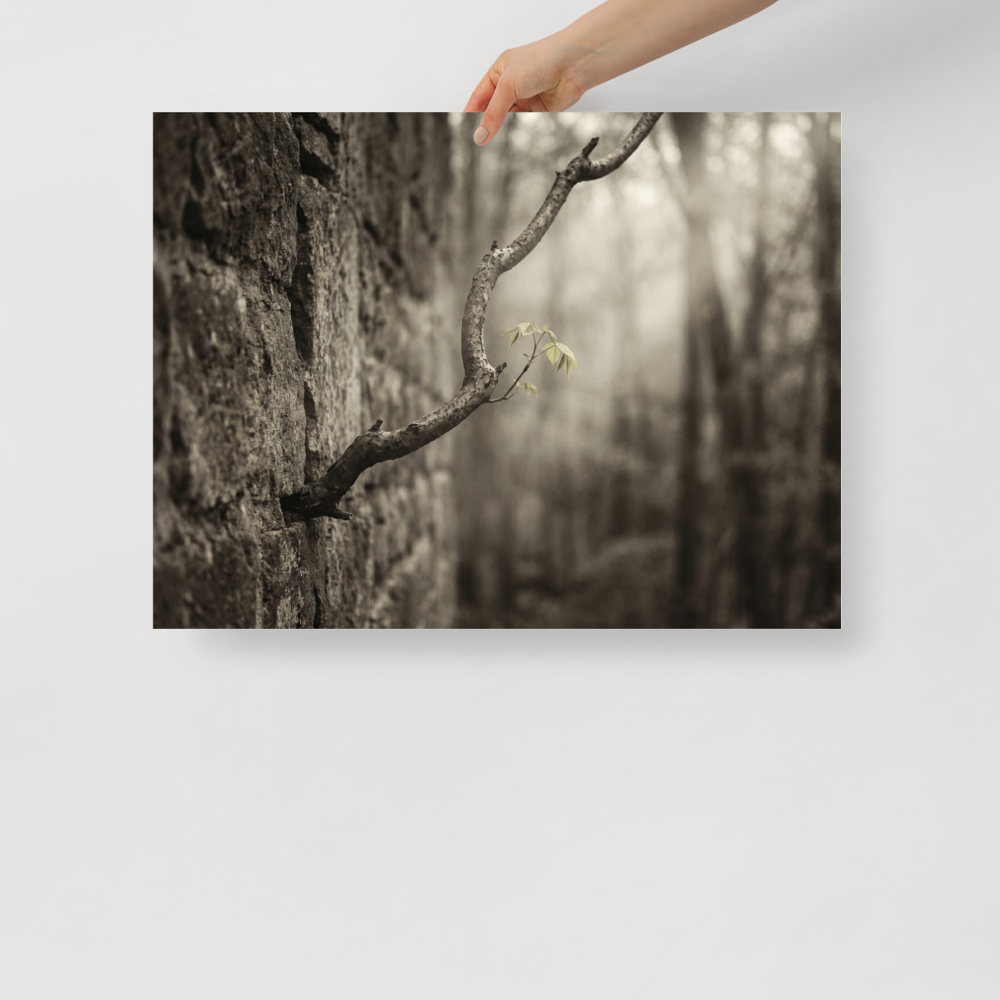 'Stone and Sprout' — a Art photography print. A moody photograph of a slender branch with bright green leaves growing from an ancient stone wall, an inspiring nature piece for a Living Room.
