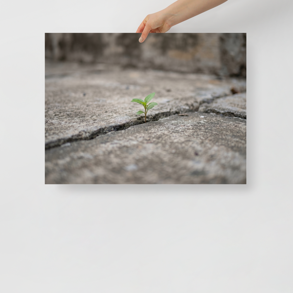 'Concrete Resilience' — a Art photography print. A macro photograph of a tiny green plant growing through a crack in a concrete pavement, an inspiring piece for an Office.